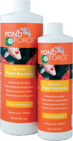 All Season Pond Bacteria 32oz