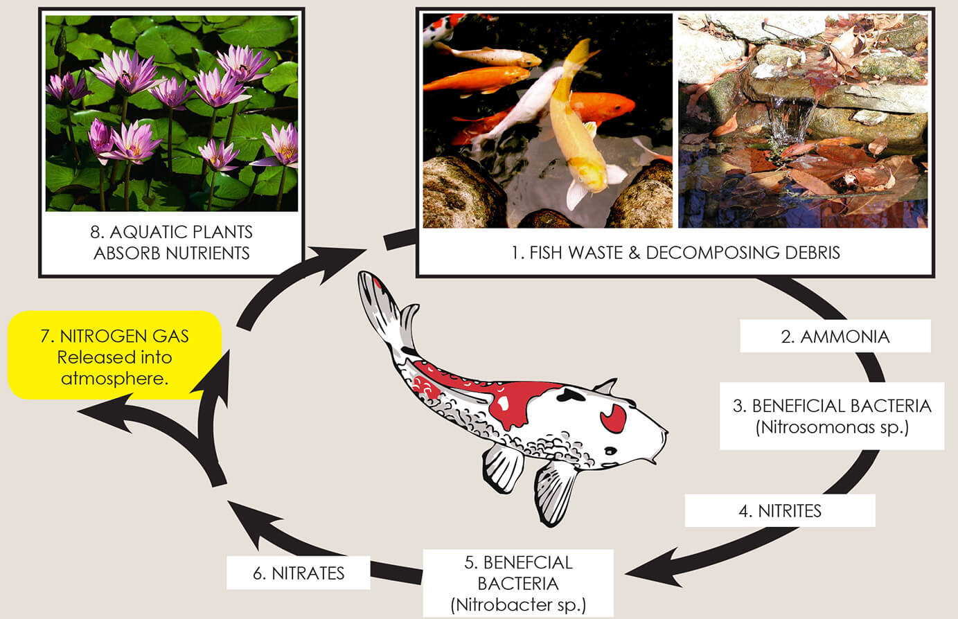 Water Gardening Tips Water Landscape Supply